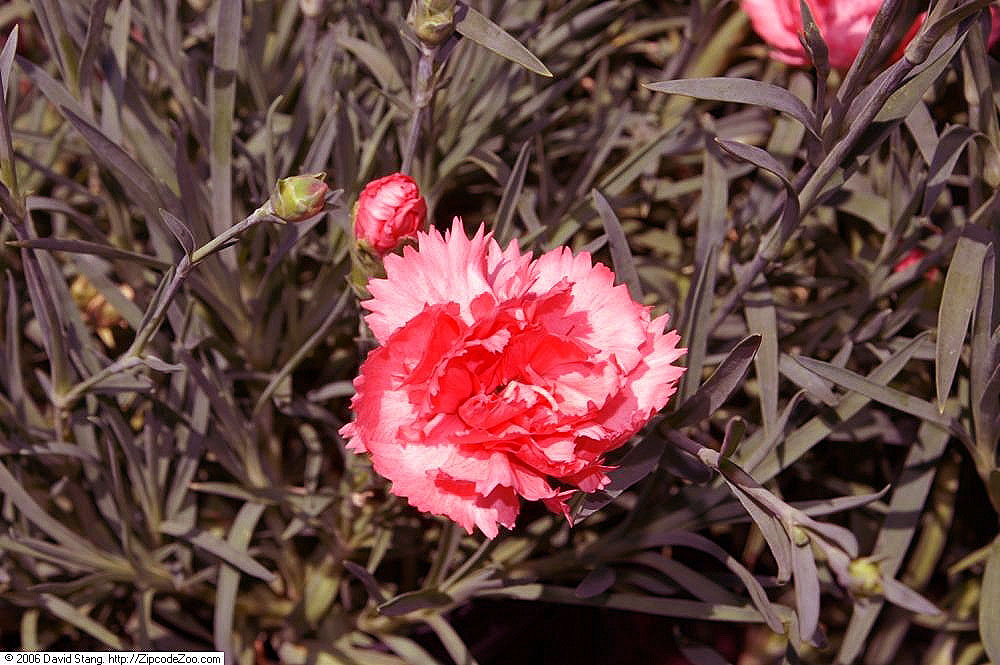Dianthus × allwoodii s ružovými voňavými kvetmi