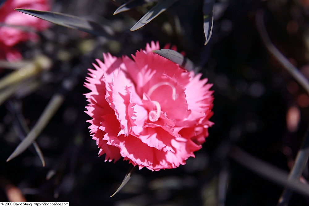 Detail kvetov rastliny Dianthus × allwoodii