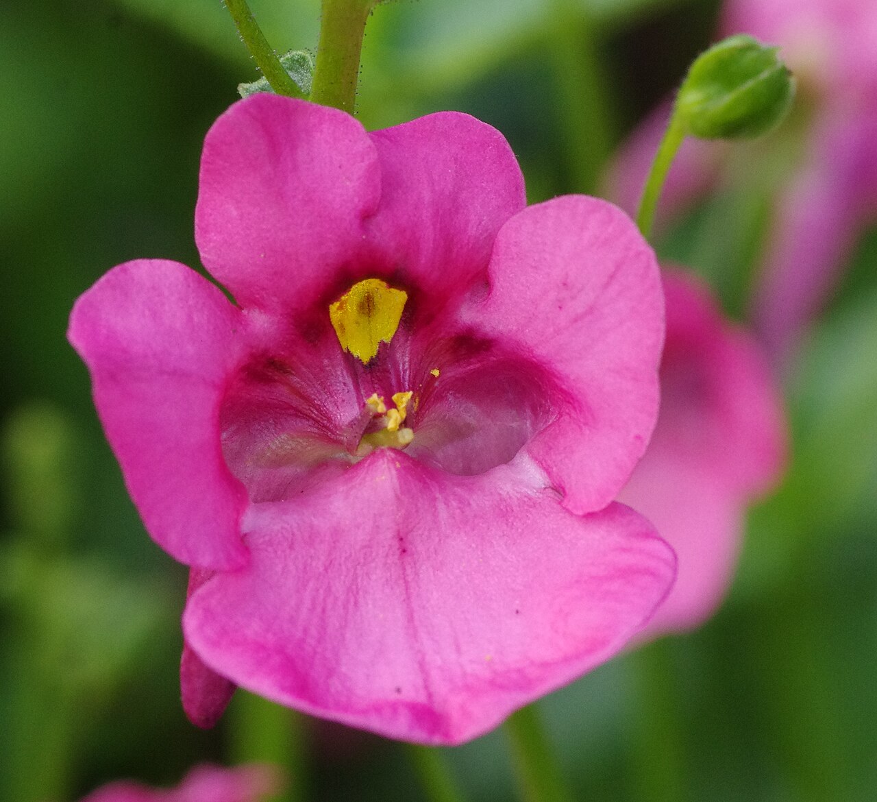 Diascia barberae v kvetináči počas kvitnutia