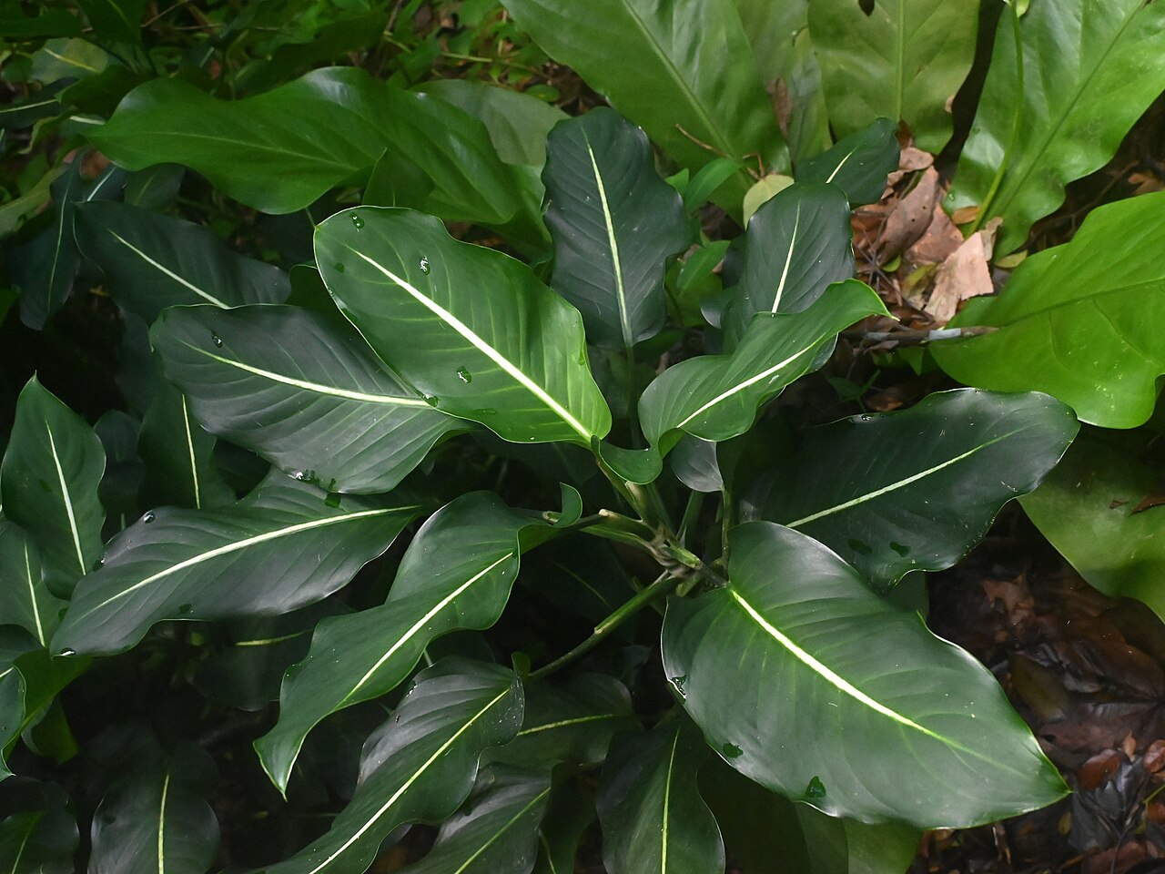 Dieffenbachia seguine ako dekoratívna izbová rastlina