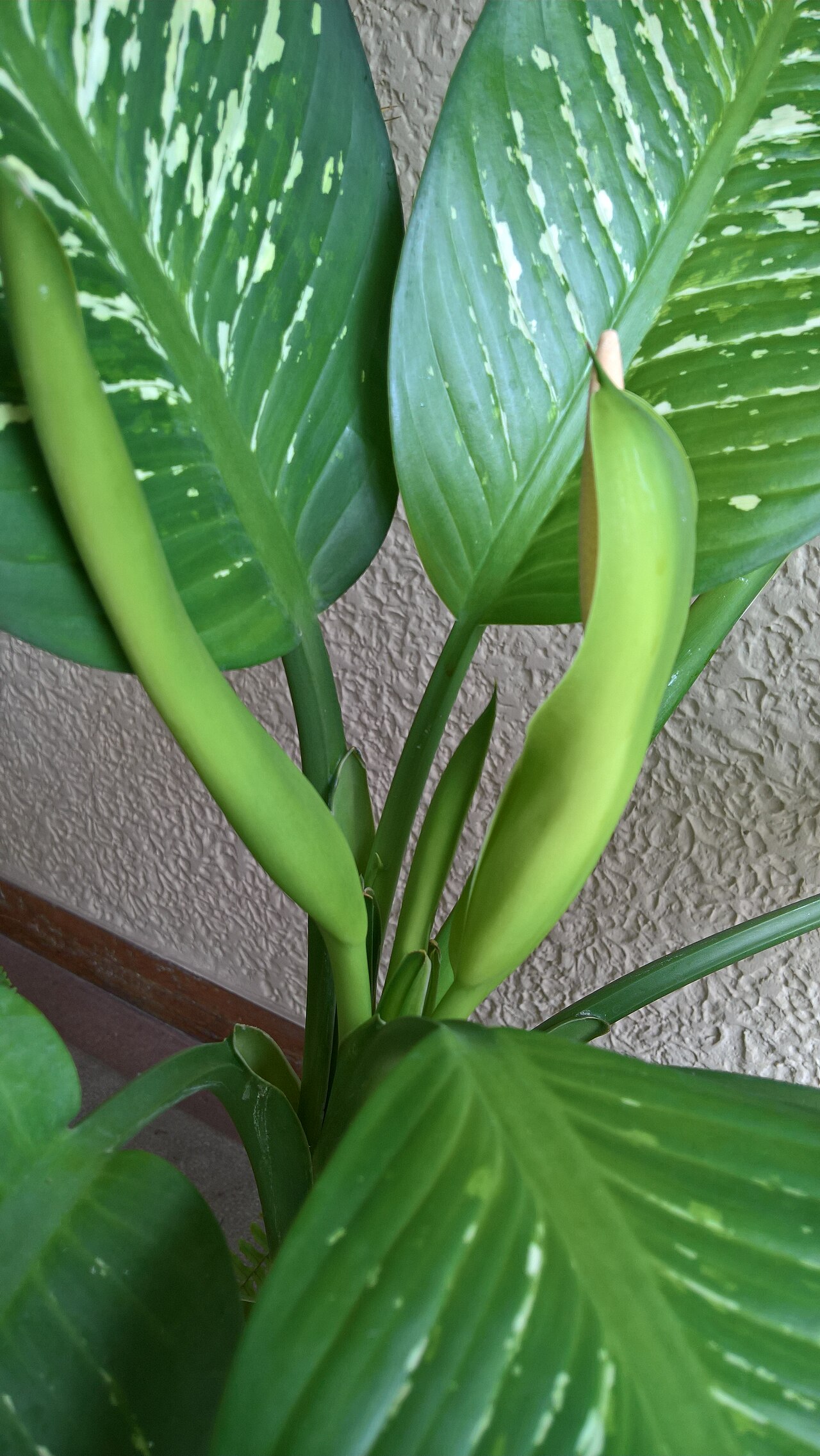 Dieffenbachia s veľkými panašovanými listami