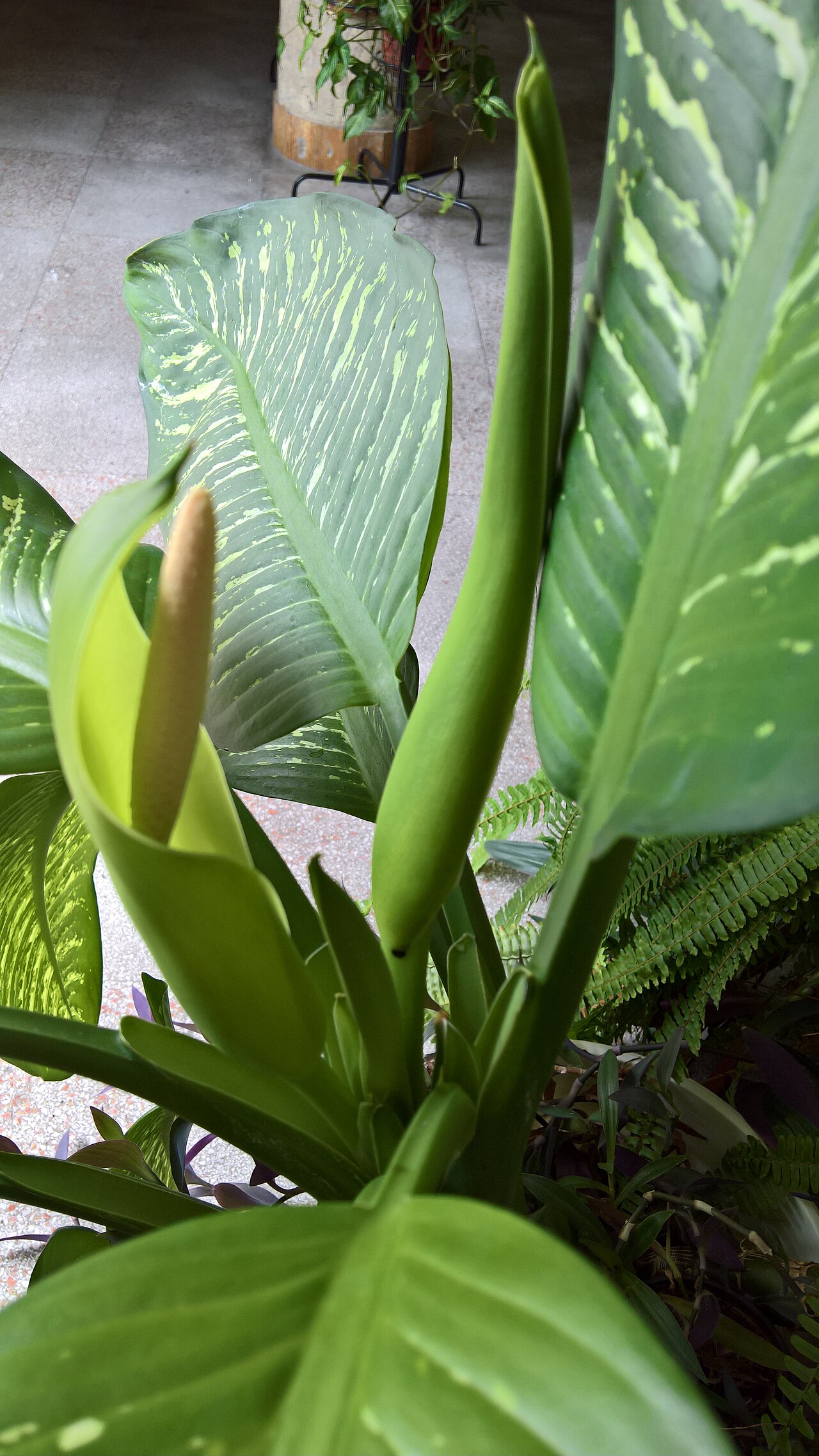 Detail listov rastliny Dieffenbachia