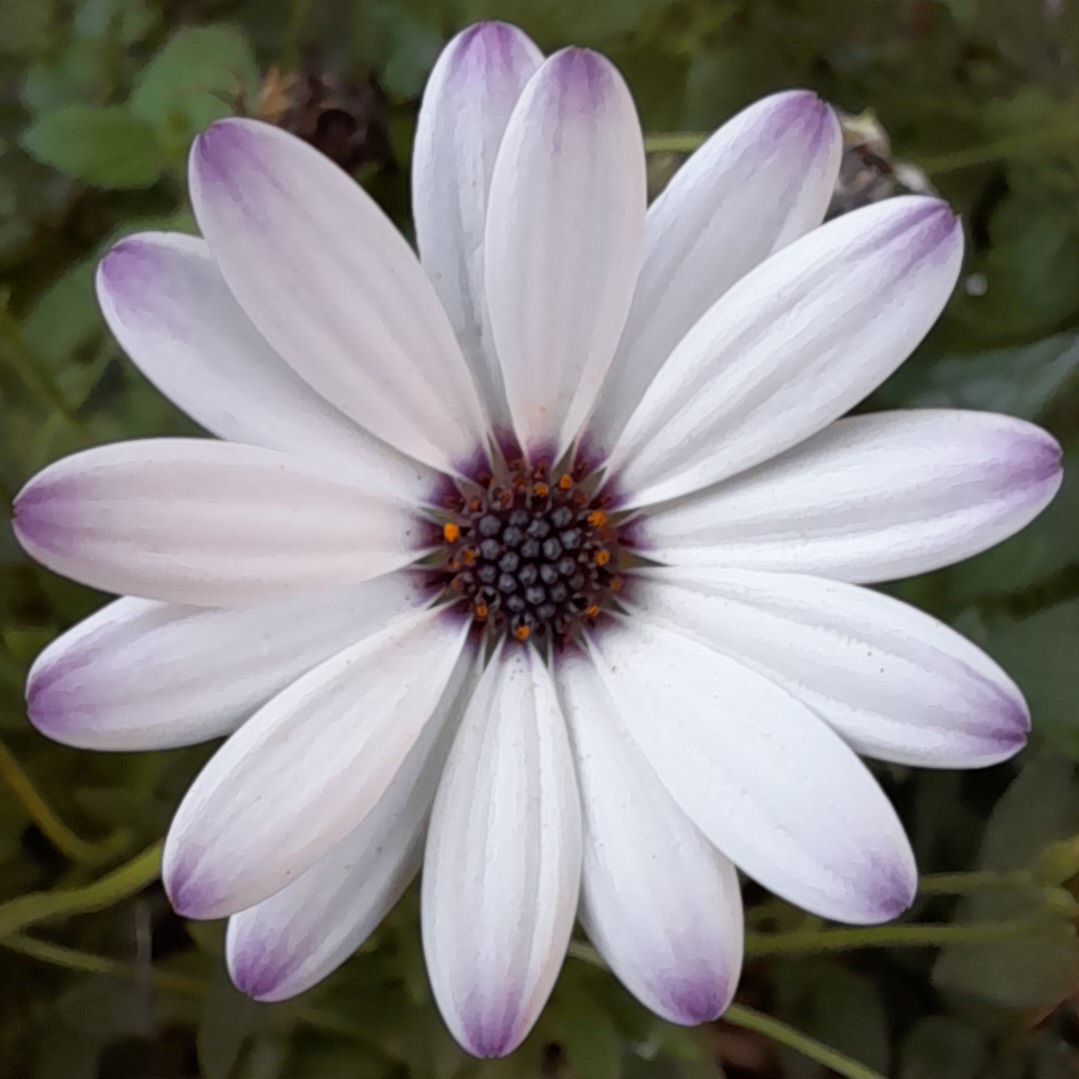 Biele kvety Dimorphotheca pluvialis so sfarbeným stredom