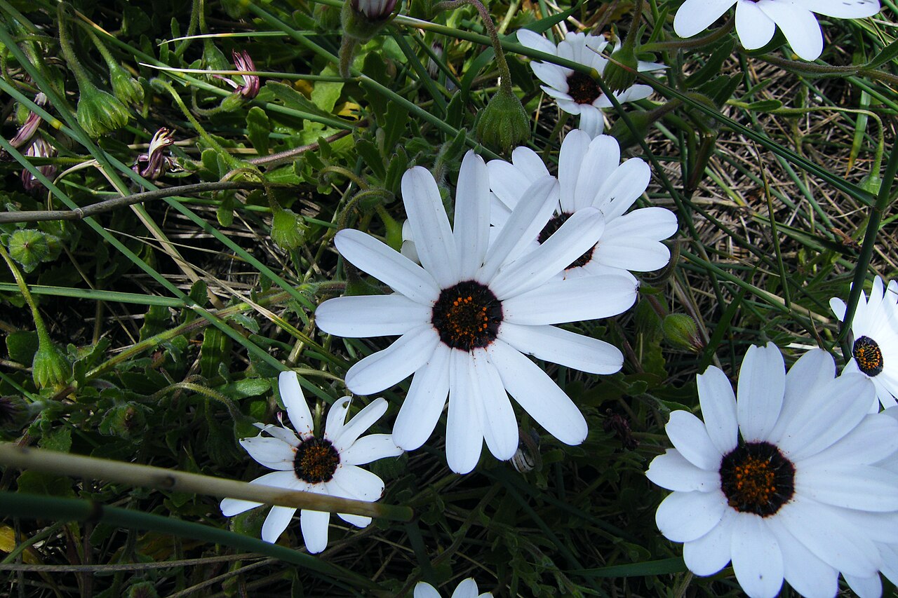 Detail kvetu rastliny Dimorphotheca pluvialis