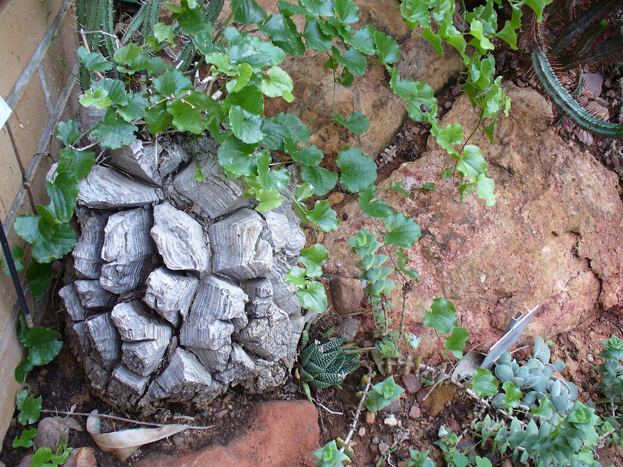 Starostlivosť o Dioscorea elephantipes a detail popraskaného kaudexu