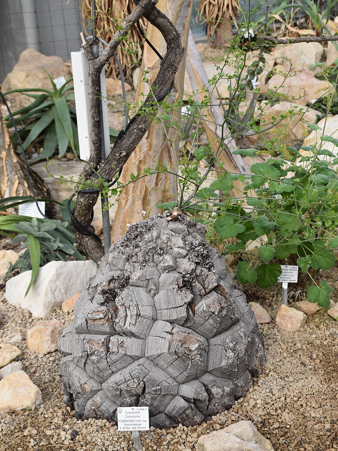 Dioscorea elephantipes v kvetináči na svetlom stanovišti