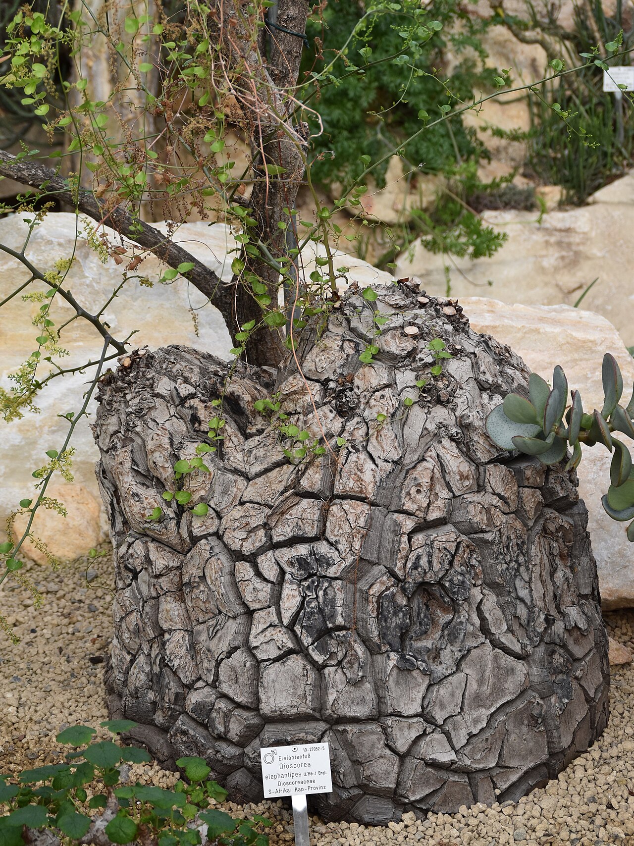 Detail kaudexu rastliny Dioscorea elephantipes