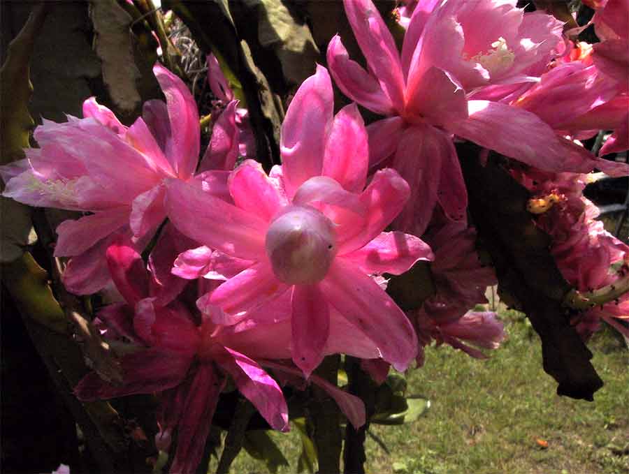 Ploché previsajúce stonky rastliny Disocactus phyllanthoides