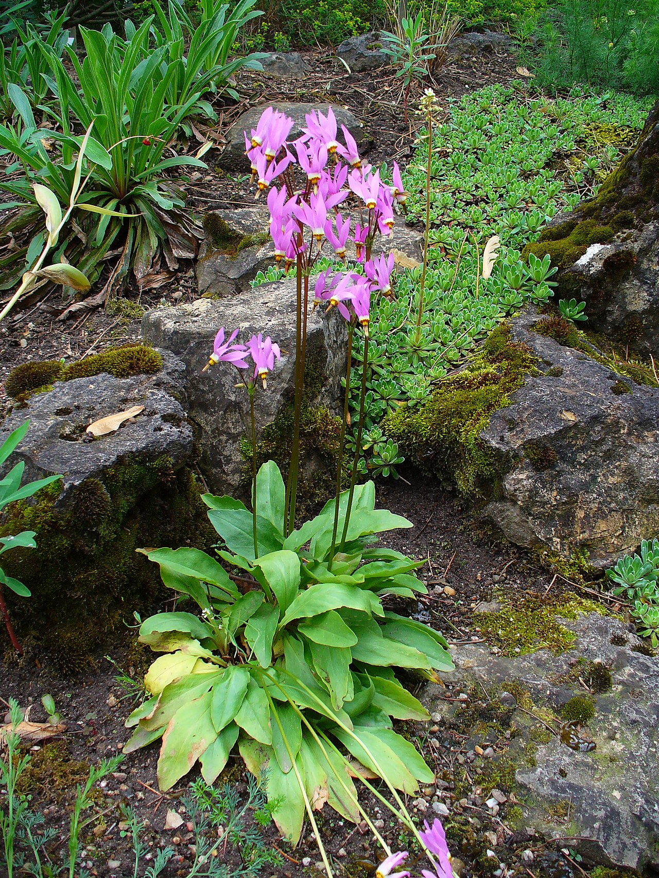 Starostlivosť o Dodecatheon meadia a detail kvitnúcich kvetov