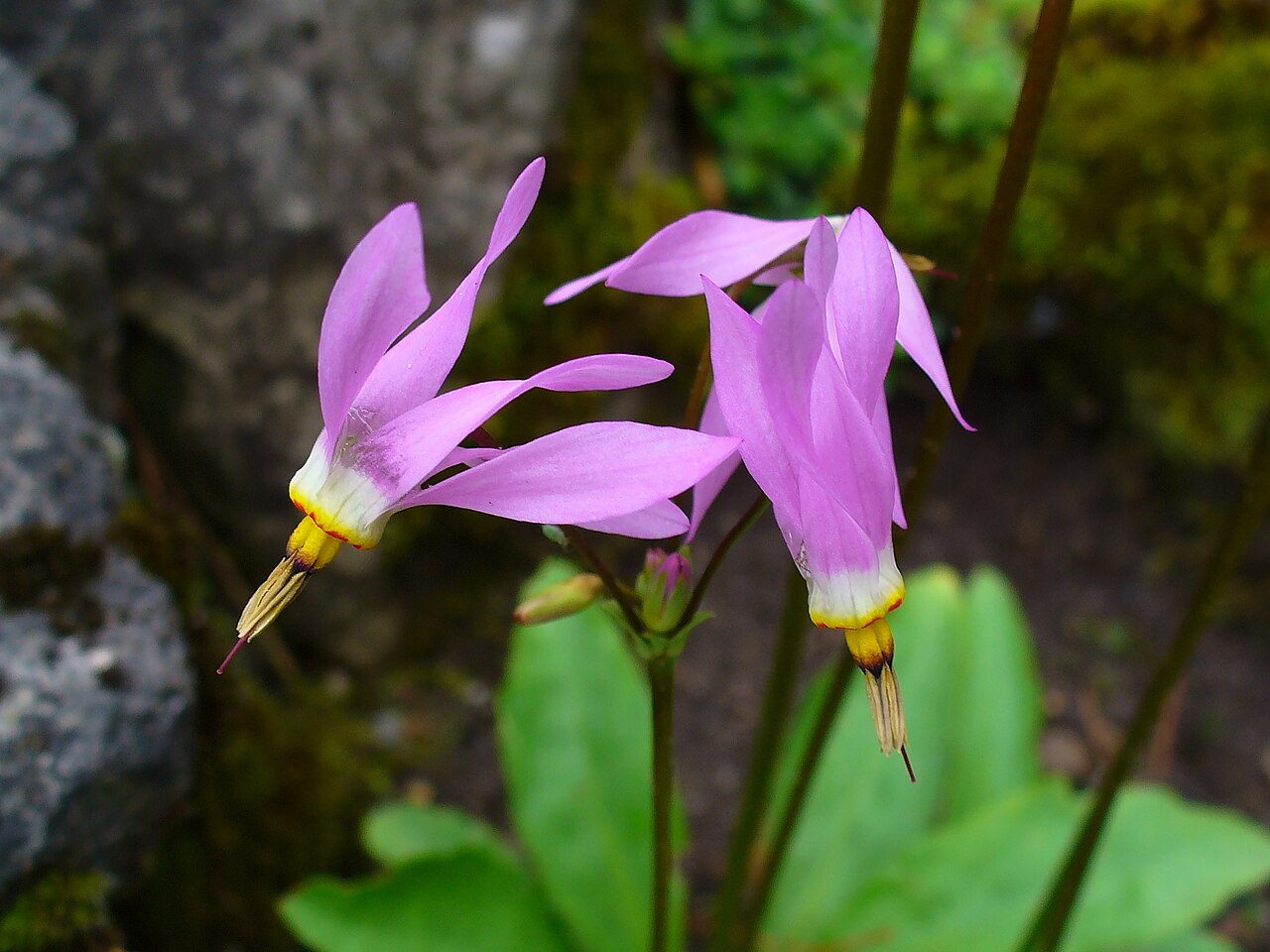 Dodecatheon meadia s previsnutými ružovými kvetmi