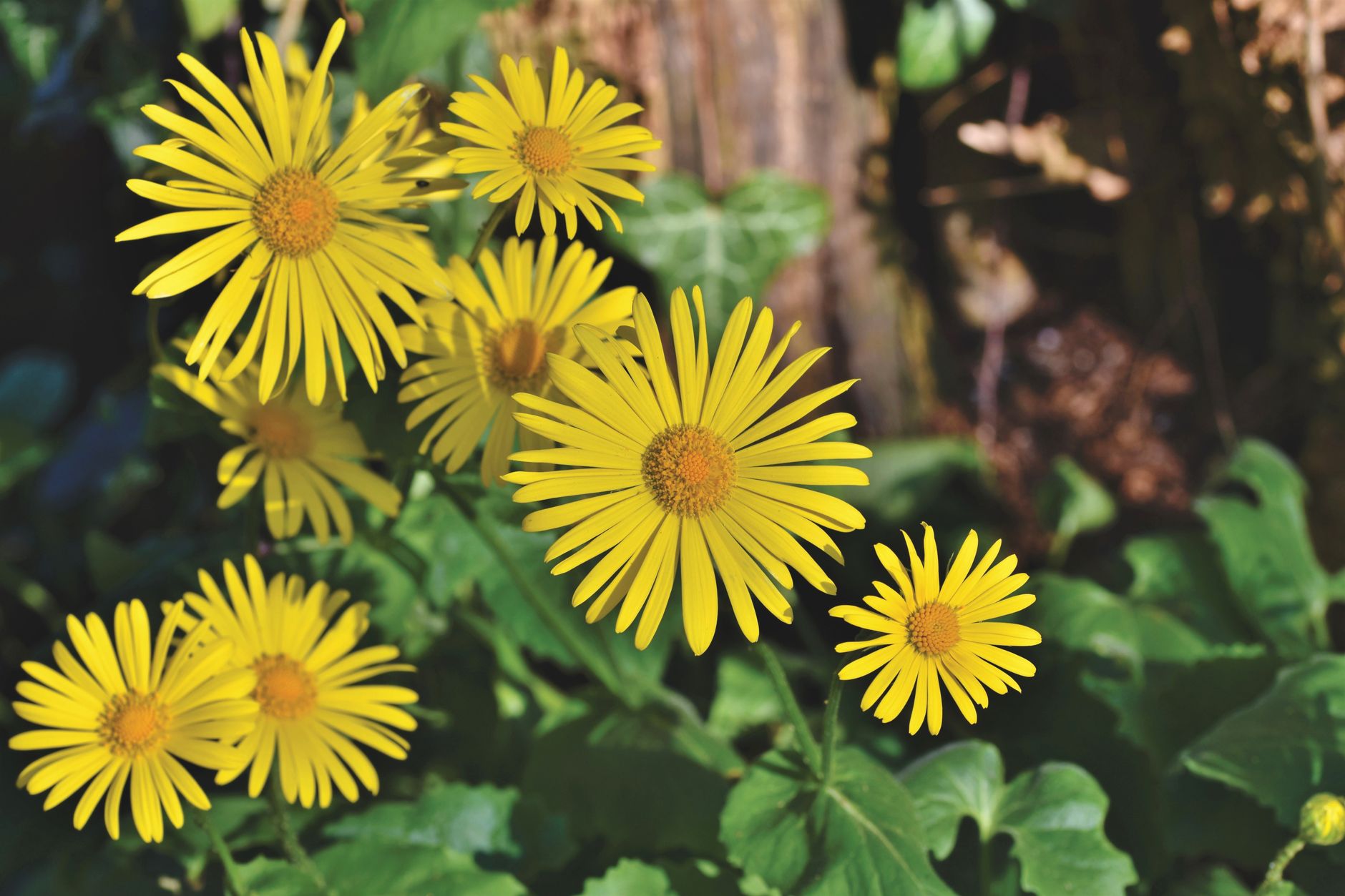 Detail listov a kvetov rastliny Doronicum × excelsum