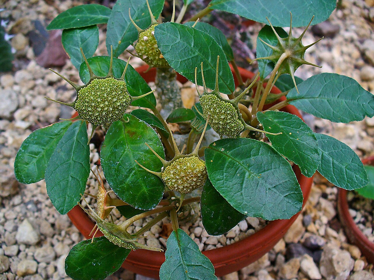 Starostlivosť o Dorstenia foetida a detail kaudexu