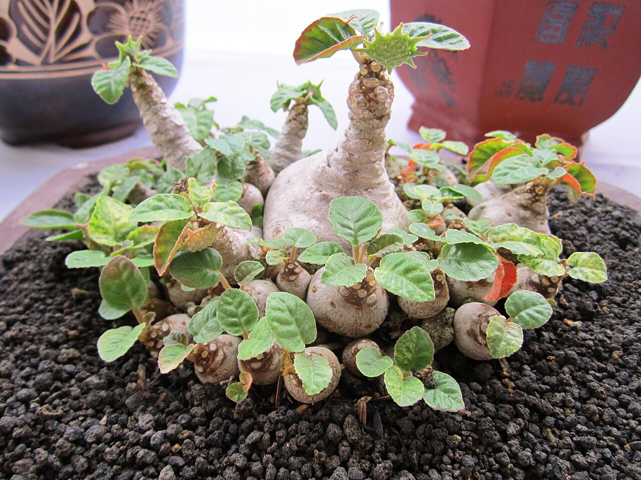 Dorstenia foetida v kvetináči na svetlom mieste