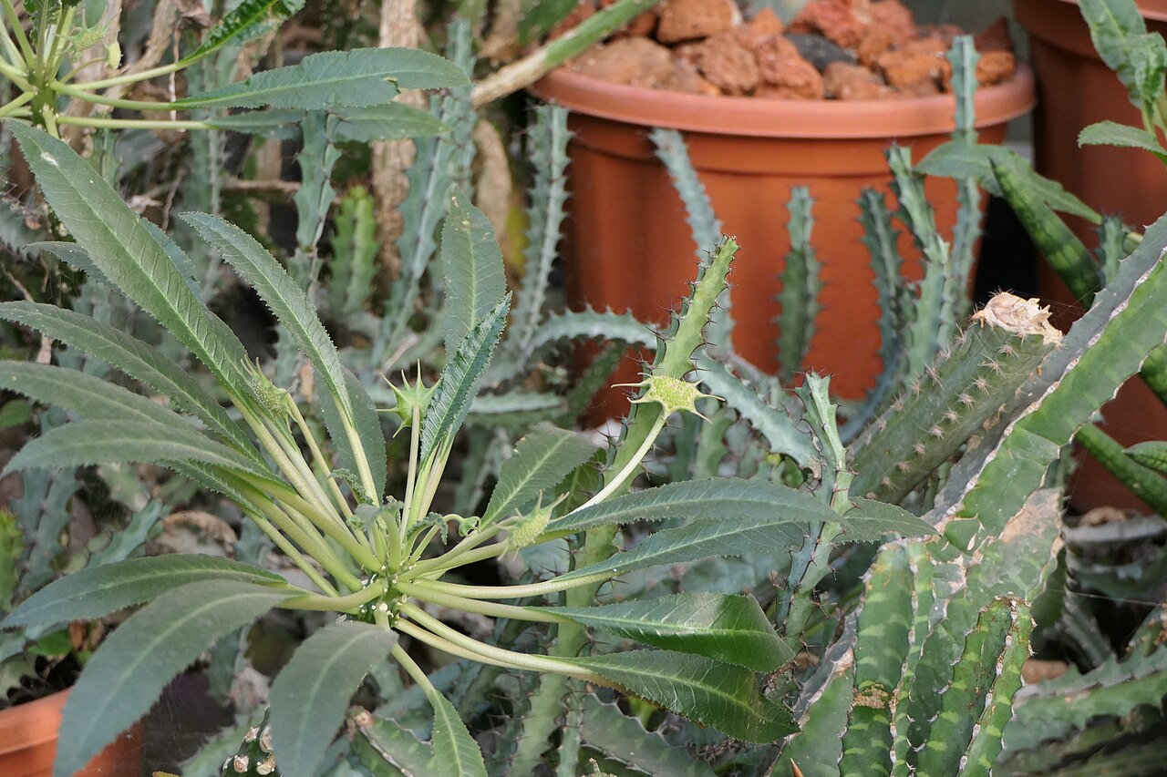 Detail listov a kaudexu rastliny Dorstenia foetida