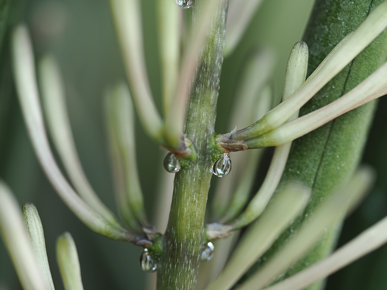 starostlivosť o Dracaena angolensis v interiéri