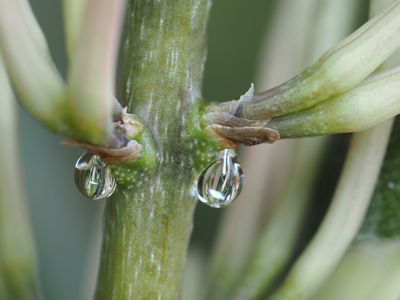 Dracaena angolensis s valcovitými listami v kvetináči