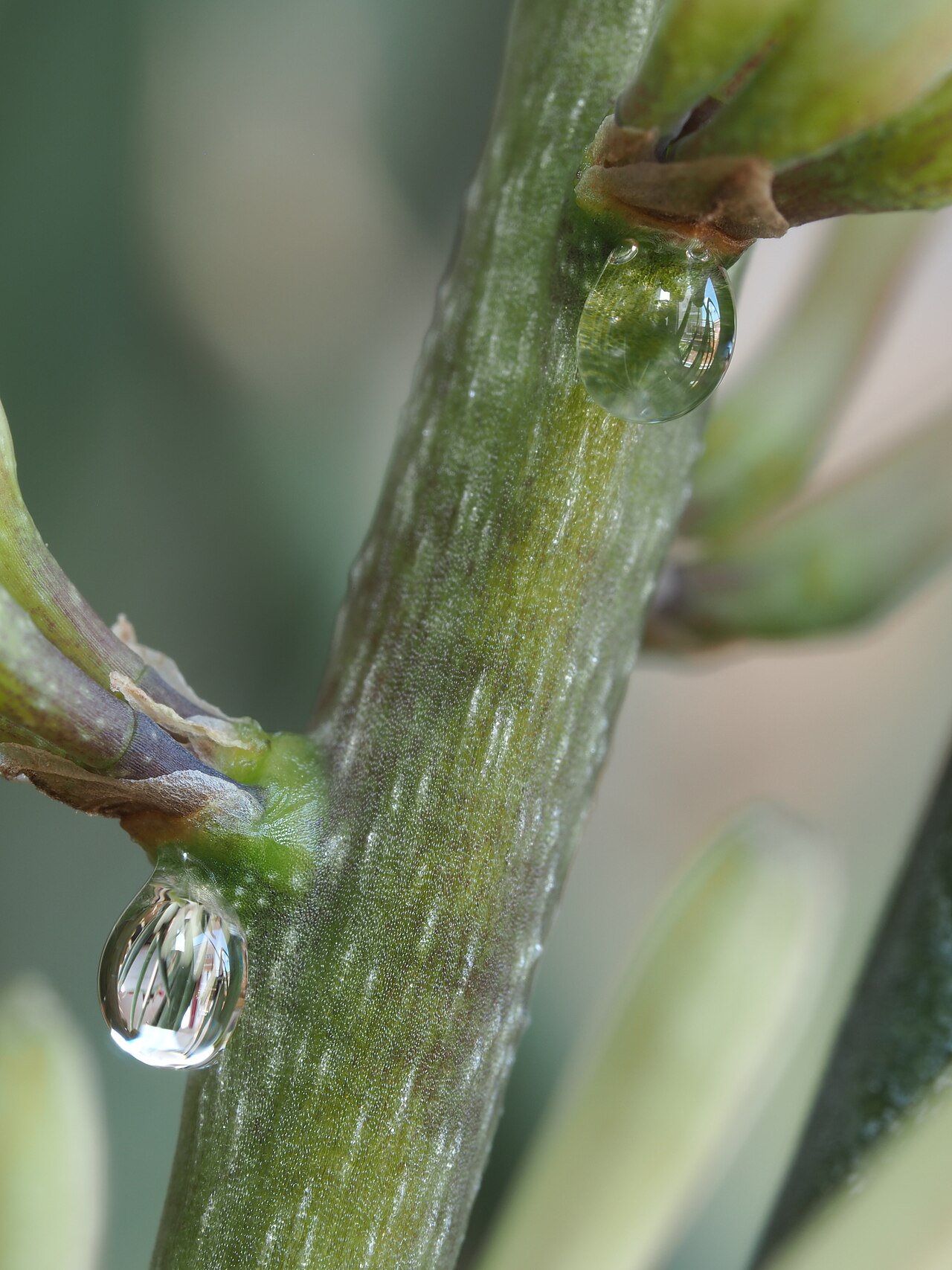 detail listov rastliny Dracaena angolensis