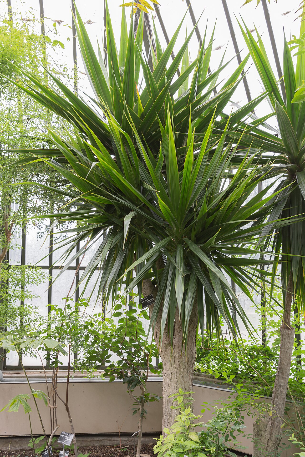 Starostlivosť o Dracaena arborea v interiéri