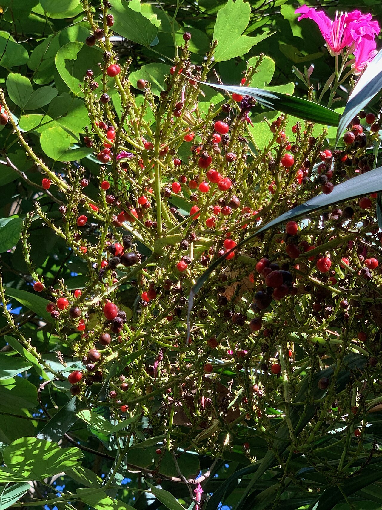 Dracaena arborea s tmavozelenými úzkymi listami