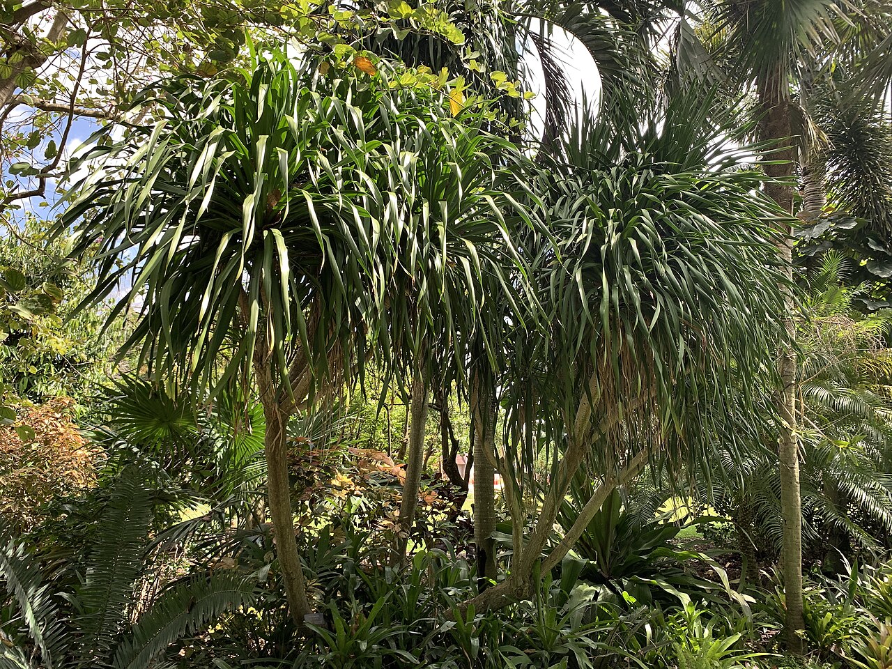 Detail listovej ružice rastliny Dracaena arborea