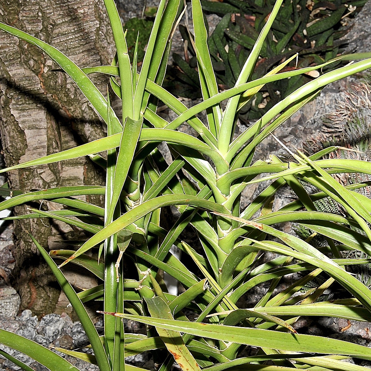 Dracaena arborescens pestovanie v interiéri