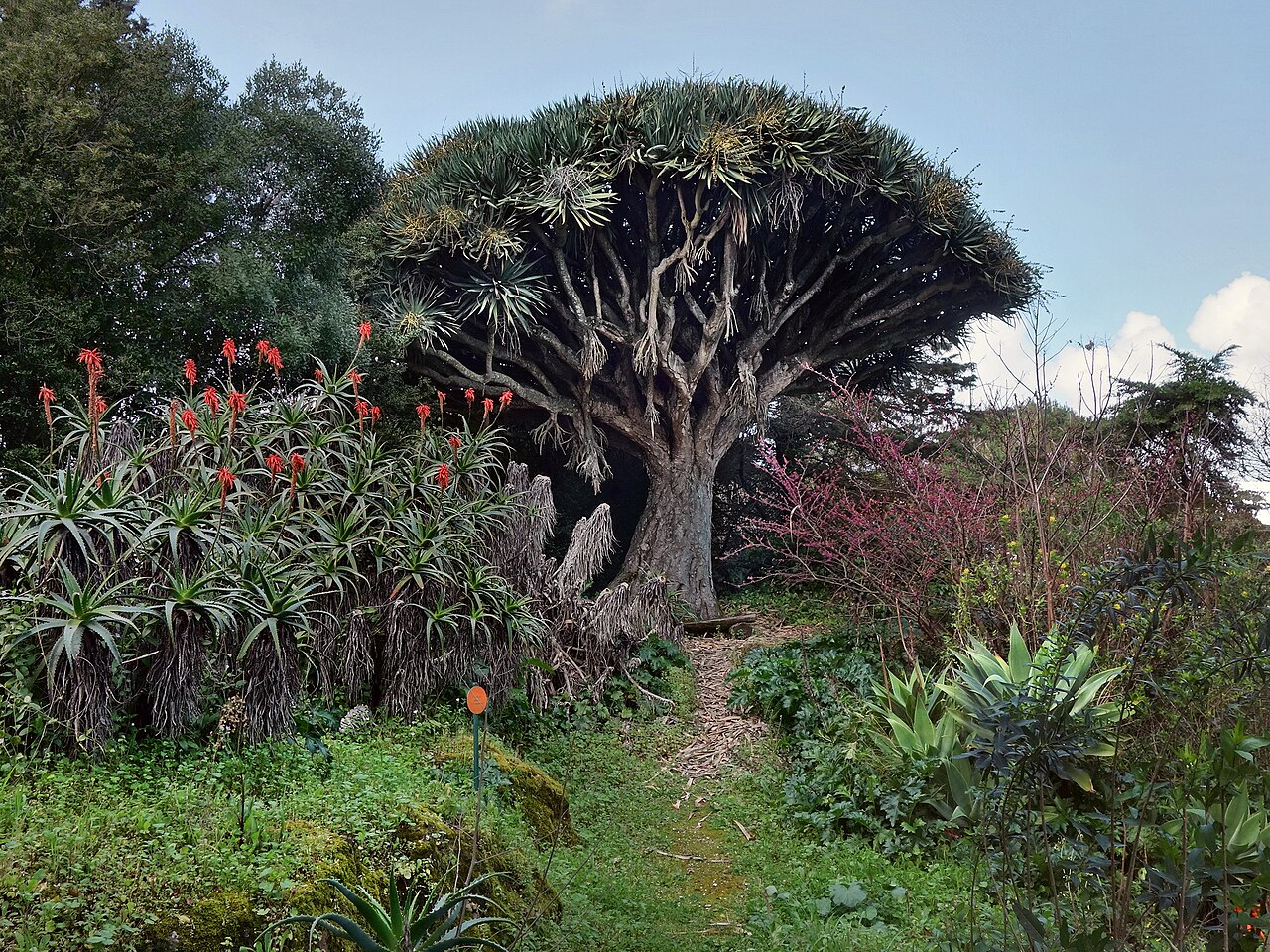 Detail tmavozelených listov Dracaena arborescens