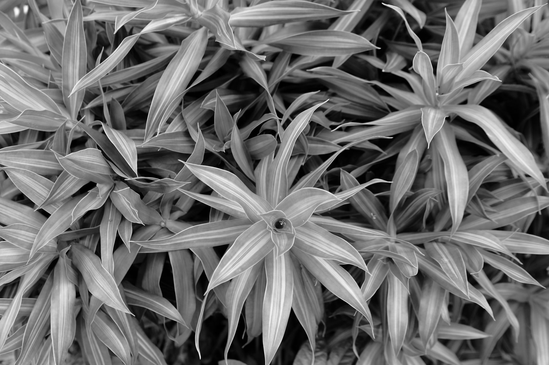 Dracaena arborescens ako izbová rastlina v kvetináči