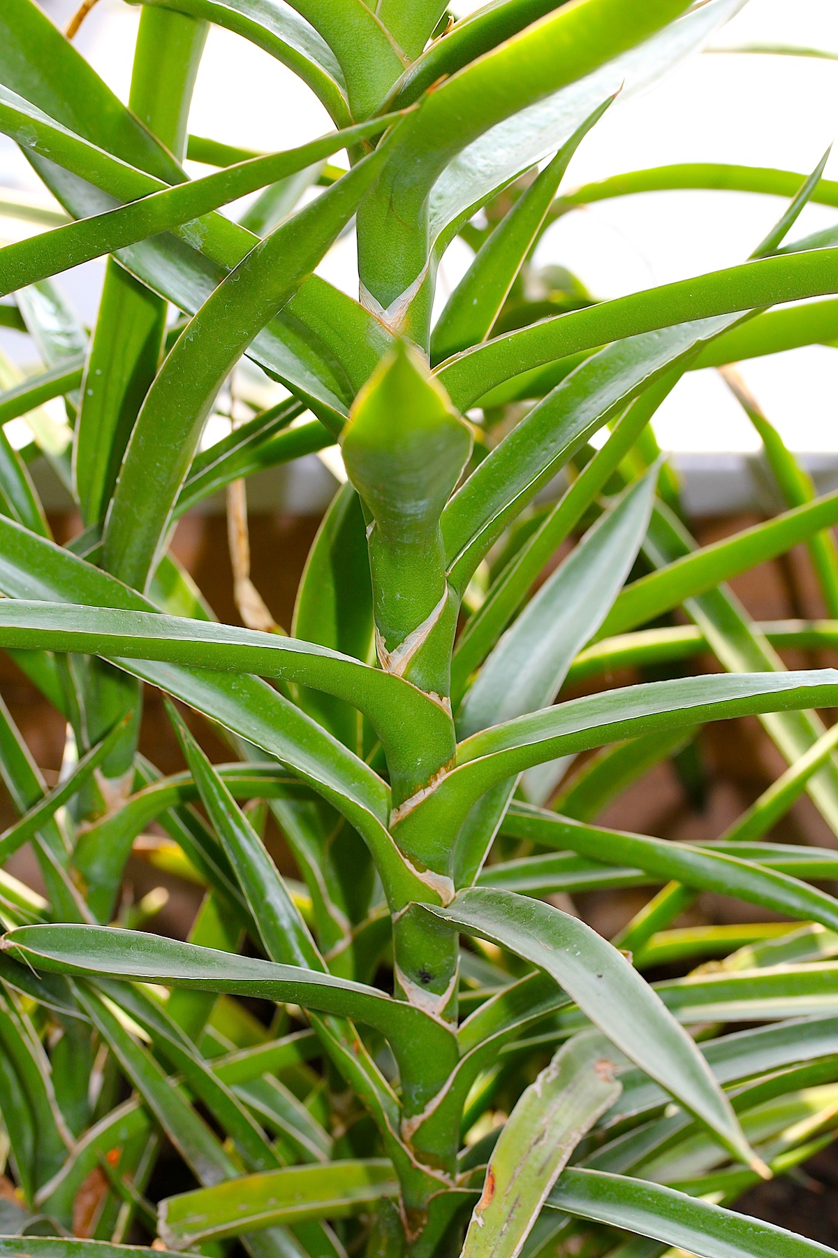 Dracaena bagamoyensis pestovanie v interiéri