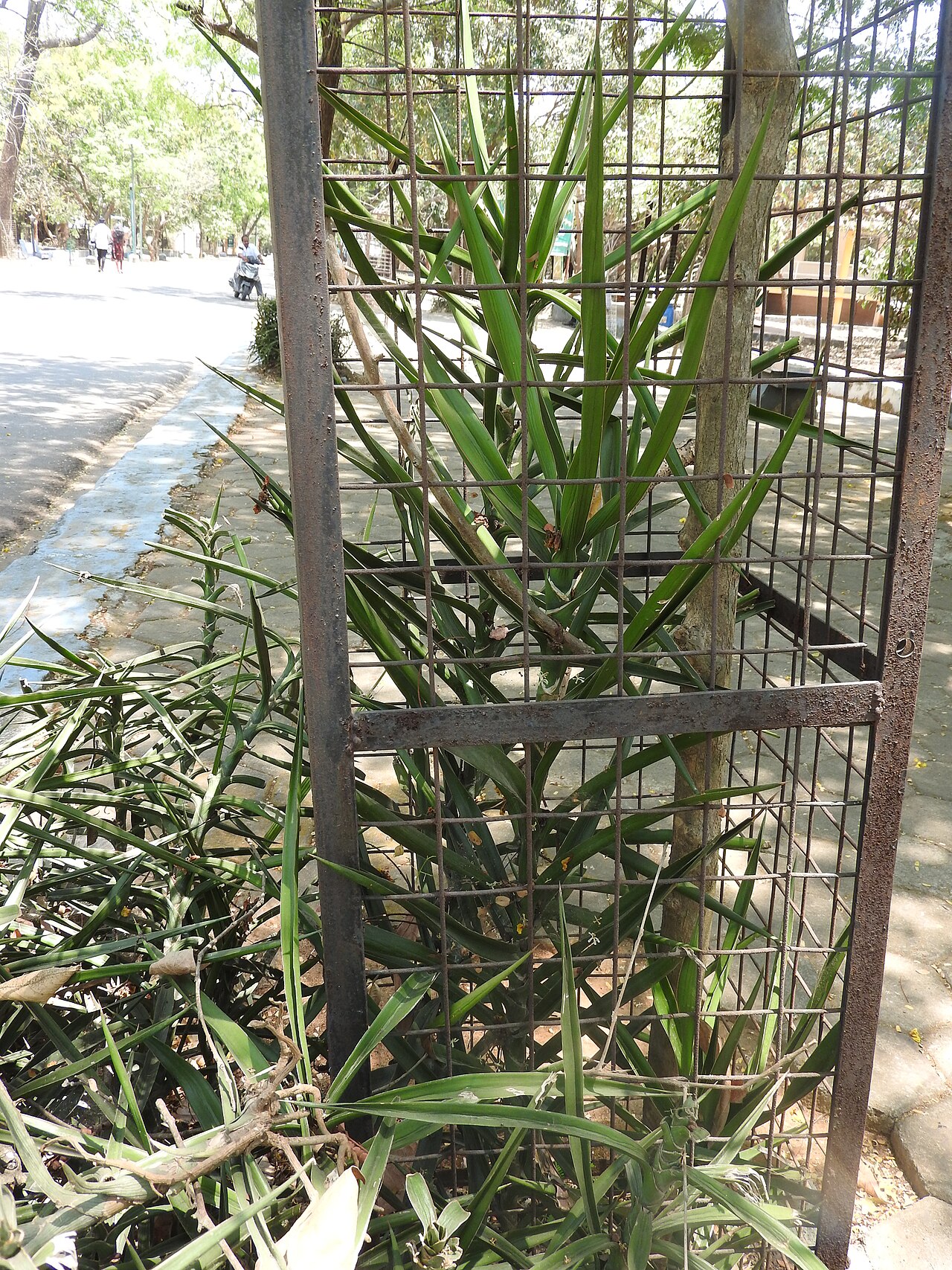 Detail pevných valcovitých listov Dracaena bagamoyensis