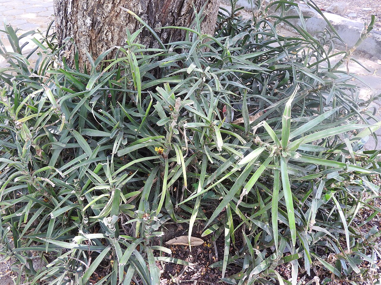 Dracaena bagamoyensis v kvetináči na svetlom mieste