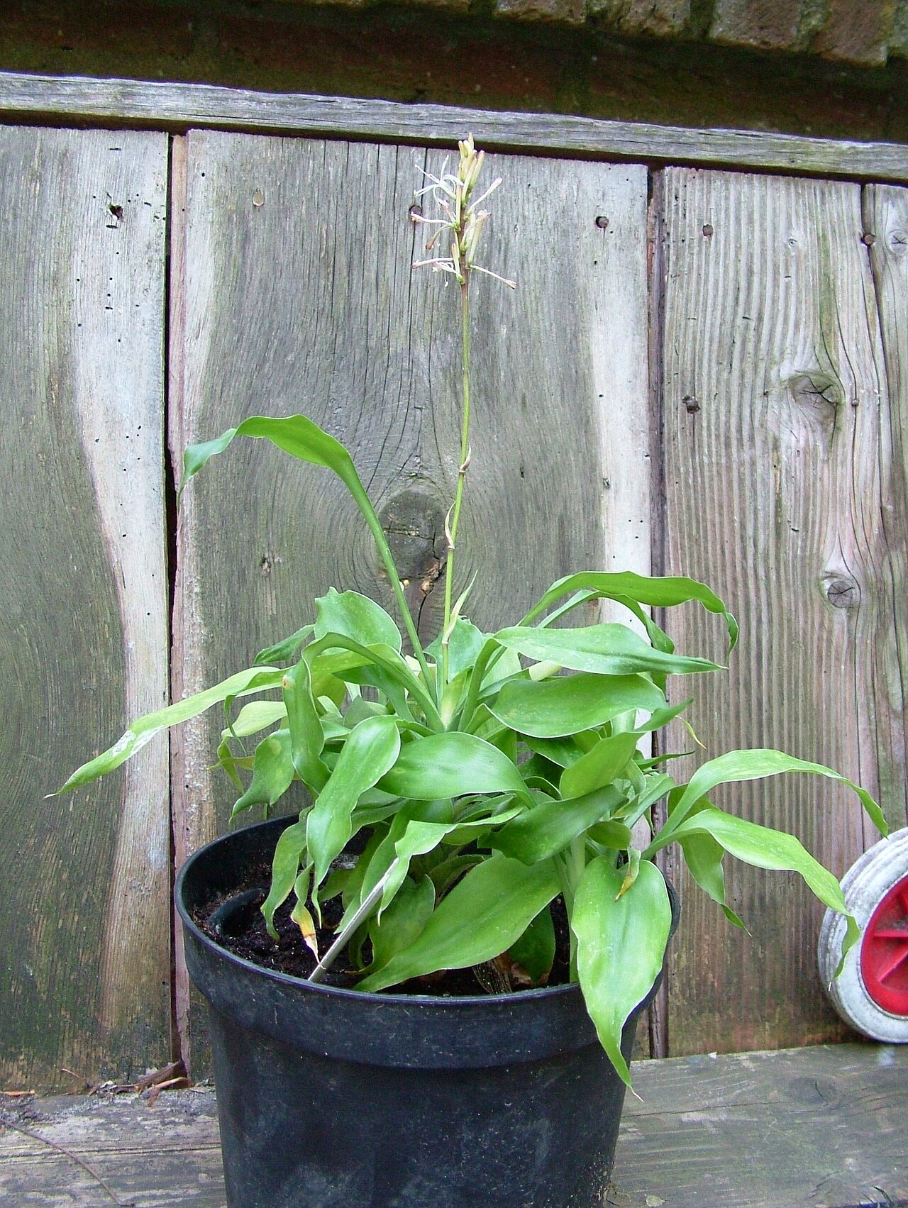 Starostlivosť o Dracaena braunii v interiéri