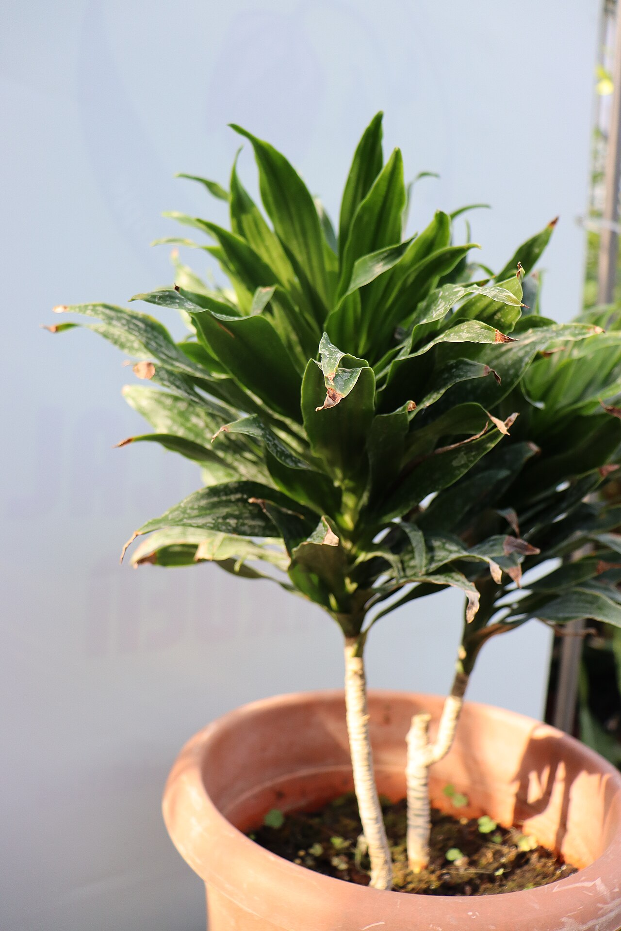 Starostlivosť o Dracaena compacta v interiéri