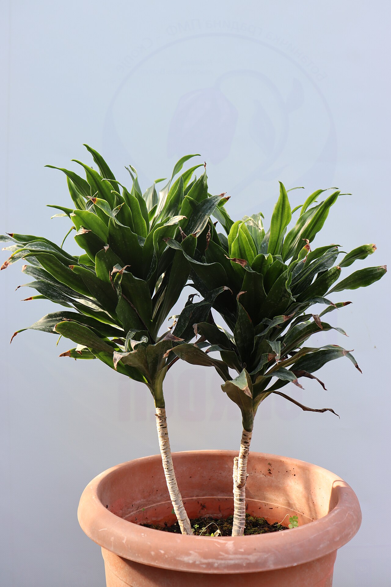 Dracaena compacta s hustými tmavozelenými listami