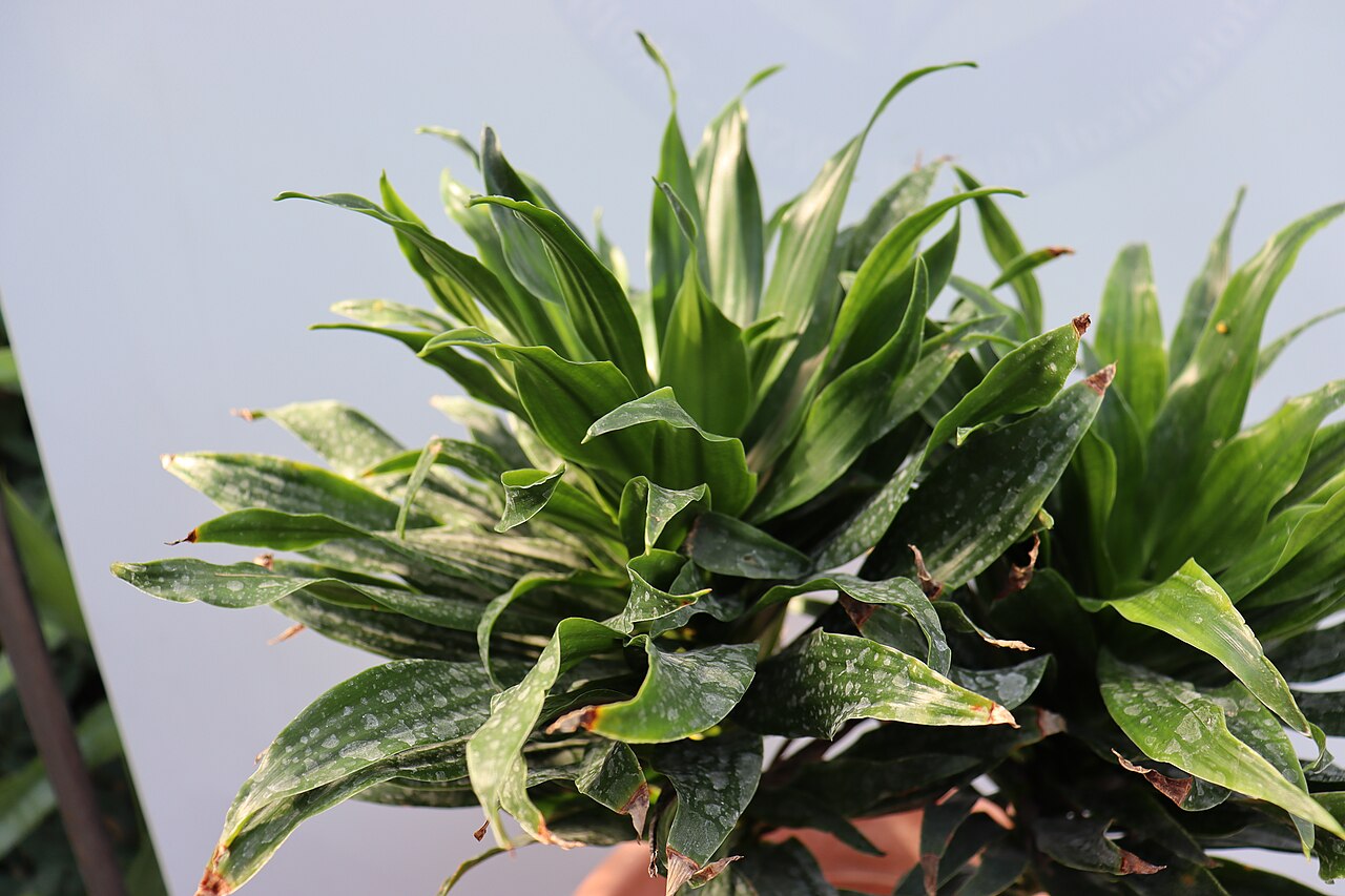 Detail listov rastliny Dracaena compacta