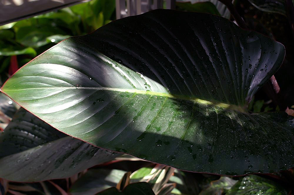 Detail listov rastliny Dracaena deremensis
