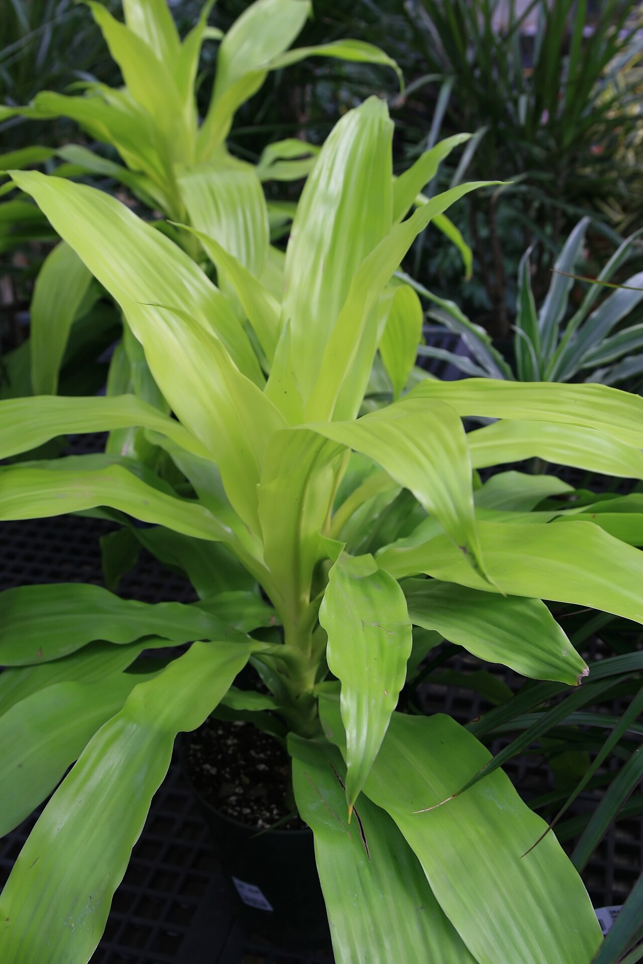 Dracaena deremensis ako izbová rastlina v kvetináči