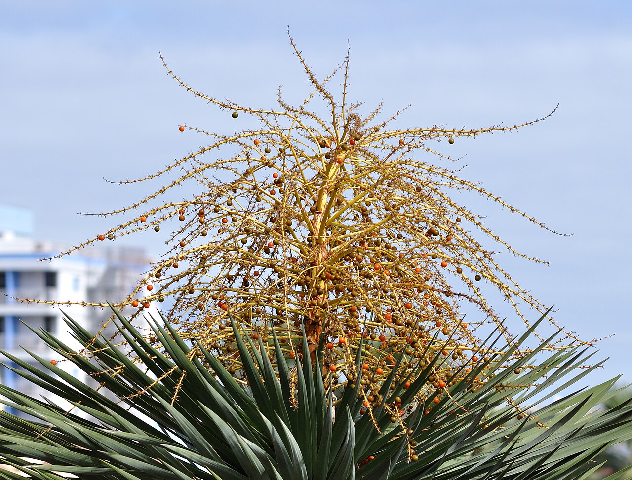 Dracaena draco s pevnými modrozelenými listami