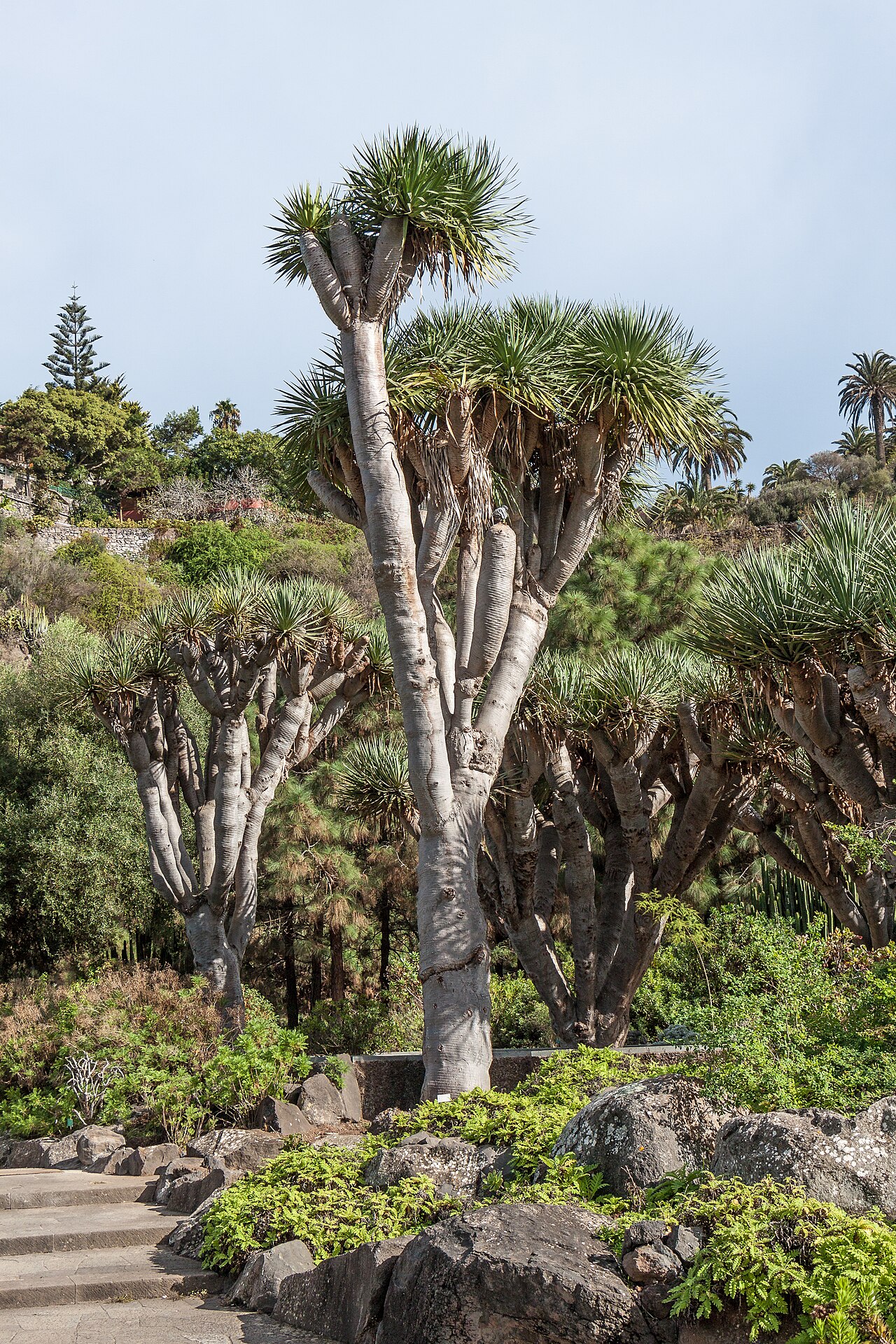 Detail listovej ružice rastliny Dracaena draco