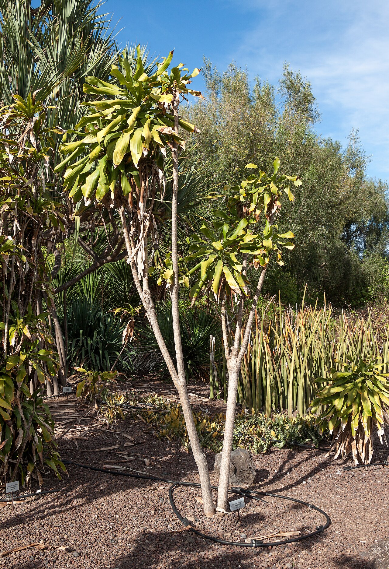 Starostlivosť o Dracaena fragrans 'Massangeana' v interiéri