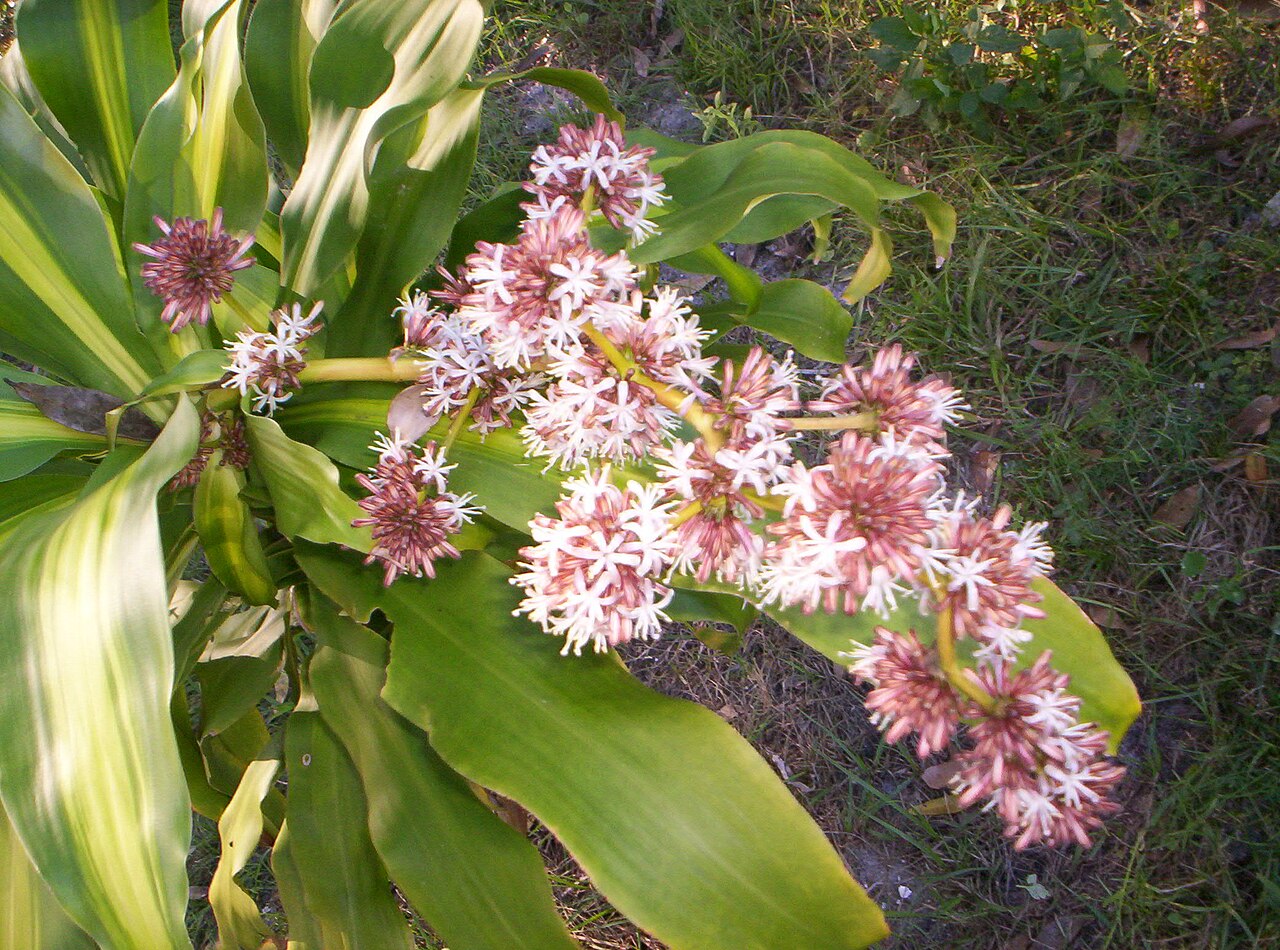 Detail listov Dracaena fragrans 'Massangeana' so žltým stredovým pruhom