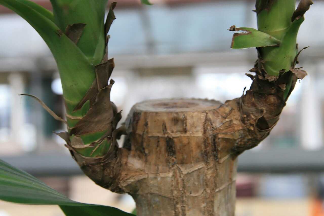 Dracaena fragrans 'Massangeana' ako izbová rastlina v črepníku