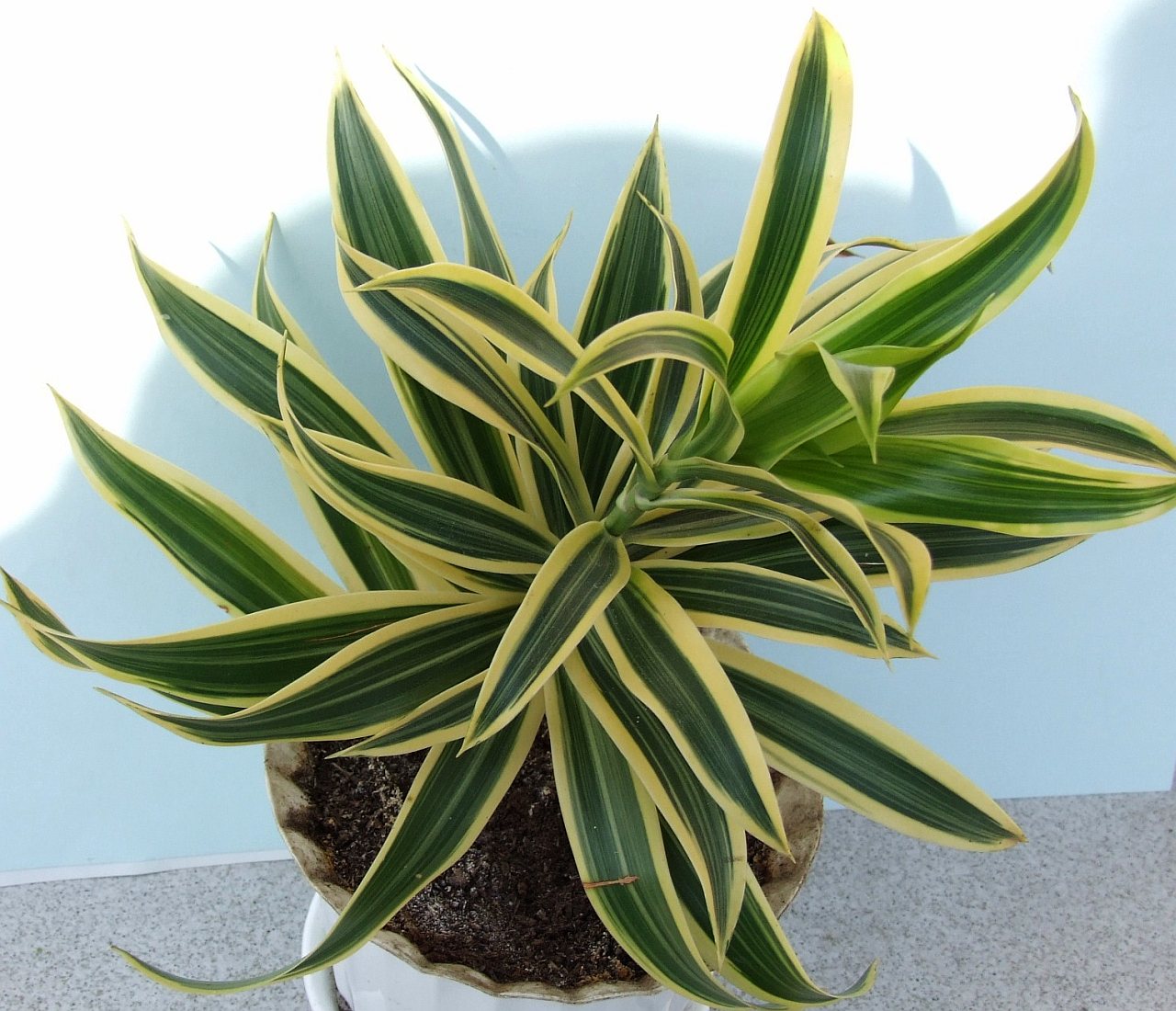 Detail listov rastliny Dracaena fragrans