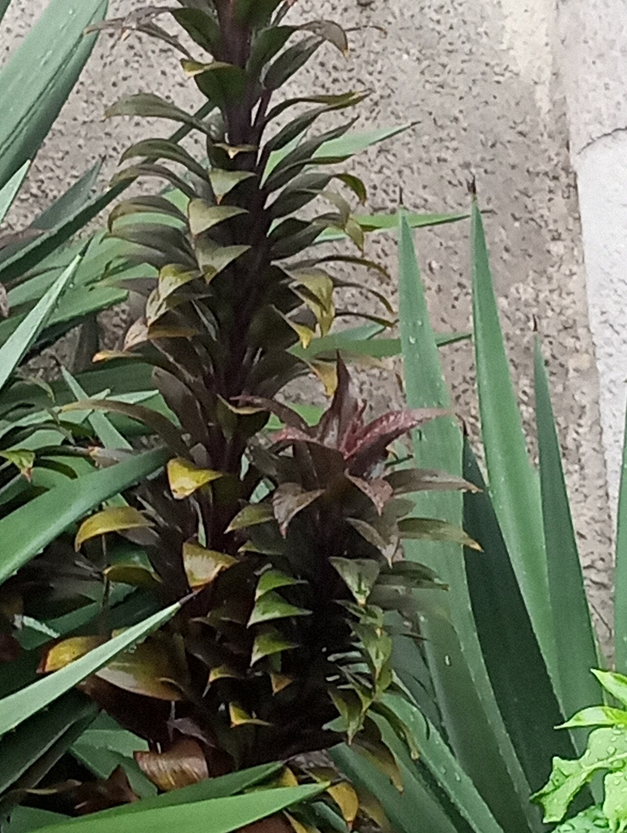 Dracaena fragrans ako izbová rastlina v kvetináči