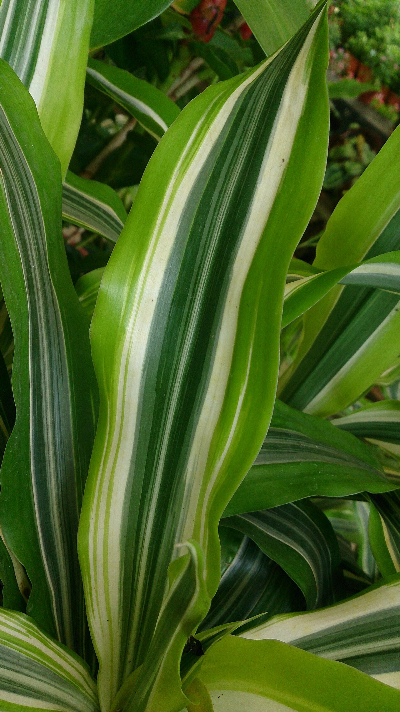 starostlivosť o Dracaena lemon lime v interiéri