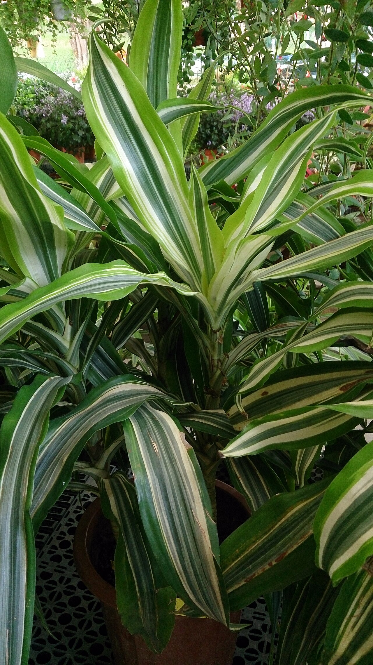 Detail listov Dracaena lemon lime so žltozelenými pruhmi
