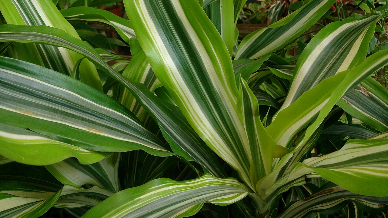 Dracaena lemon lime ako izbová rastlina v črepníku