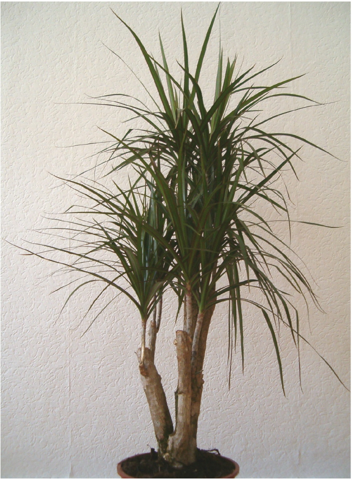 Detail listov rastliny Dracaena marginata