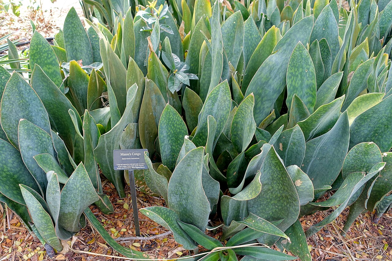 Starostlivosť o Dracaena masoniana v interiéri