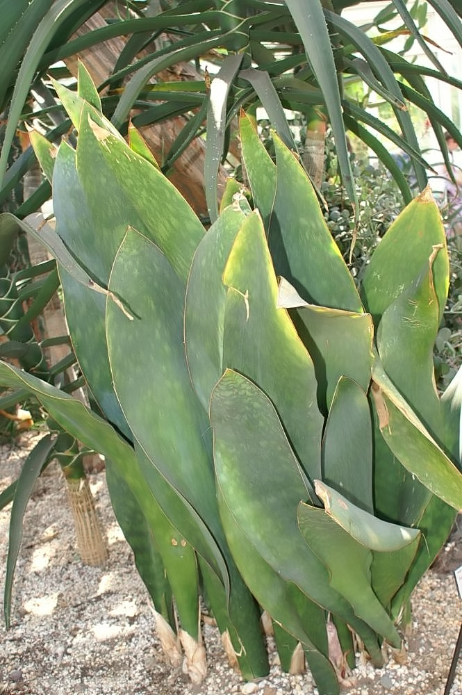 Detail listu rastliny Dracaena masoniana