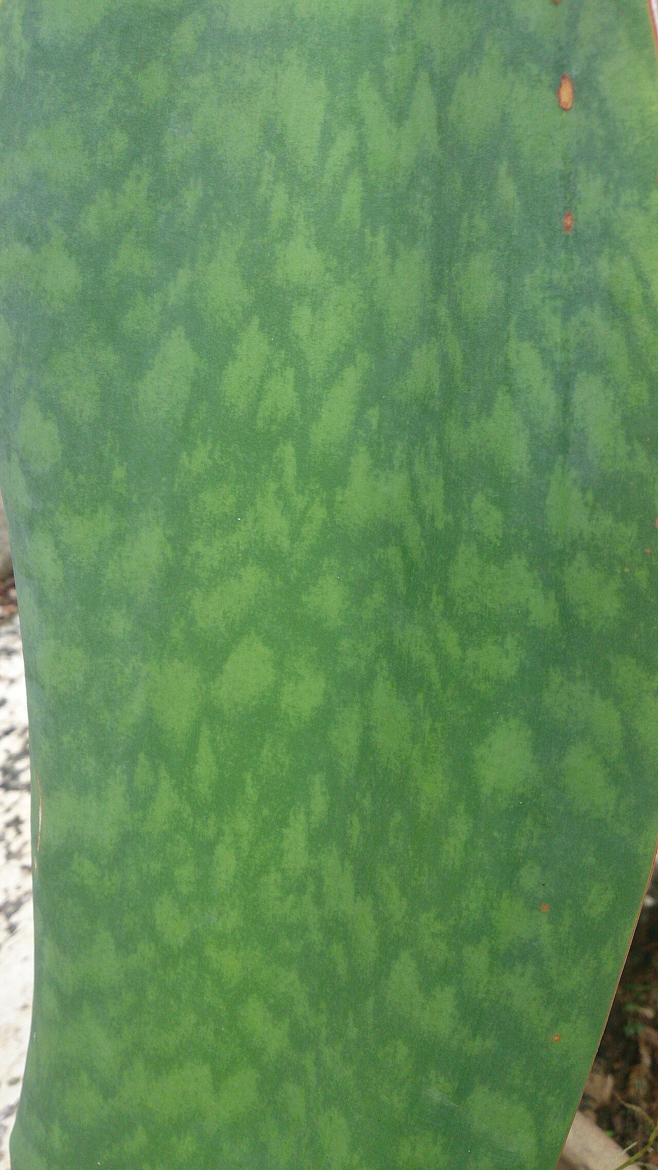 Dracaena masoniana v kvetináči na svetlom mieste